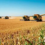 Safra de grãos 2024/2025 projeta alta de 13% e produção recorde